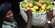 দীর্ঘ দুই দশক পর জাপানে ভারতীয় আম আমদানিতে নিষেধাজ্ঞা