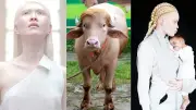 ৭০০ কেজির অ্যালবিনো মহিষ ‘ডোনাল্ড ট্রাম্প’ বিশ্বজুড়ে ভাইরাল