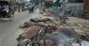 ব্রাহ্মণবাড়িয়ায় ন্যায্যমূল্য না পেয়ে রাস্তায় ফেলে রাখা হচ্ছে কোরবানির পশুর চামড়া