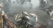 নাটোরে মাছ চাষির পুকুরে বিষ প্রয়োগ, লাখ লাখ টাকার ক্ষতি