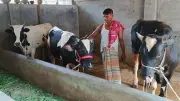 লোকসানে পাবনার গরু ব্যবসায়ীরা, ঢাকা থেকে ফিরল ৫ হাজারের বেশি গরু