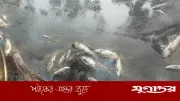 বড়াইগ্রামে শত্রুতার বিষে মরল ২০ লাখ টাকার মাছ