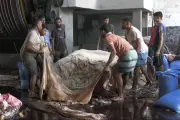 সাভারের চামড়া শিল্পনগরে ২৯ ঘণ্টায় ৫ লাখের বেশি চামড়া সংগ্রহ