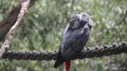 পাখি গাছের ডালে বসে ঘুমালেও কেন পড়ে না?