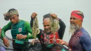 সাতক্ষীরার সাদা সোনা: বাগদা চিংড়ির অর্থনীতি ও সম্ভাবনা