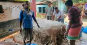 দিনাজপুরে চামড়ার বাজার ধস, বিক্রেতারা ক্ষুব্ধ