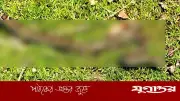 নেত্রকোনায় জালে আটকে পড়া অজগর সাপ বনে অবমুক্ত
