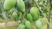 বাংলাদেশের আমের জন্য নতুন বাজার জাপান ও মালয়েশিয়া