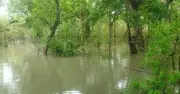 সুন্দরবনে তিন মাস প্রবেশে নিষেধাজ্ঞা শুরু ১ জুন
