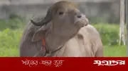জাতীয় চিড়িয়াখানায় বানান ভুলে ‘ডোনাল্ড ট্টাম্প’, কিউরেটর বদলি