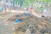 ঢাকা দক্ষিণে ৩৬ হাজার টন কোরবানির বর্জ্য অপসারণ