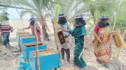 সুন্দরবনের পাশে মৌবাক্স বসিয়ে নিরাপদ মধু সংগ্রহ