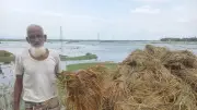 বৃষ্টি ও পাহাড়ি ঢলে সুনামগঞ্জের হাওরে বোরো ধানের ব্যাপক ক্ষতি