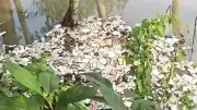 জামালপুরের ডোবায় ভাসছে বিপুল সরকারি ওষুধ, তদন্ত কমিটি গঠন