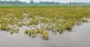 নান্দাইলে টানা বৃষ্টিতে ২৭০ হেক্টর জমির ধান ক্ষতিগ্রস্ত