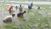 নাসিরনগরে অতিবৃষ্টিতে হাওরের শত শত একর ধান তলিয়ে গেছে