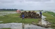 বৃষ্টিতে হাওরে বোরো ধানের ব্যাপক ক্ষতি, কৃষকরা দুশ্চিন্তায়