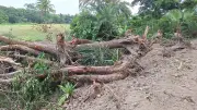 বেড়িবাঁধ সংস্কারে পটুয়াখালীতে ২০০ গাছ উপড়ে ফেলার অভিযোগ