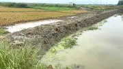 চলনবিলে বন্যার শঙ্কা, ২৬ হাজার হেক্টর বোরো ধান তলানোর আশঙ্কা