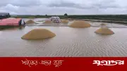 হাওড়াঞ্চলে পানি বাড়ছে, বোরো ফসল ডুবছে, কৃষকের স্বপ্ন ভেঙেছে