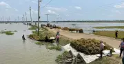 নেত্রকোনায় বৃষ্টিতে ফসলহানি, কৃষকদের উদ্বেগ বাড়ছে