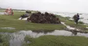 মৌলভীবাজারে বন্যায় ২১৬০ হেক্টর বোরো ধানের ক্ষতি