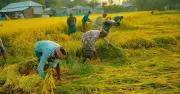 রাজশাহীর তানোরে বোরো ধান চাষে ব্যাপক লোকসান, কৃষকরা চরম সংকটে