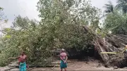 মাইকেল মধুসূদনের স্মৃতিবিজড়িত বটগাছ উপড়ে গেল ঝড়ে