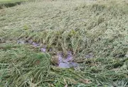 গাইবান্ধায় বৃষ্টি ও ঝড়ে বোরো ধানের ক্ষতি, কৃষকদের দুশ্চিন্তা