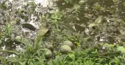 বজ্র-শিলাবৃষ্টিতে হাঁড়িভাঙ্গা আমের ব্যাপক ক্ষতি, ফলন কমার আশঙ্কা