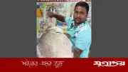 পদ্মায় ২১ কেজির কাতল মাছ ৪৩ হাজারে বিক্রি