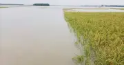 ধানক্ষেত তলিয়ে যাওয়ায় কৃষকের মৃত্যু