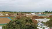 হাওরাঞ্চলের ৬ জেলায় ধান-চাল সংগ্রহ শুরু আজ, জেনে নিন দাম