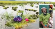 ধানক্ষেত তলিয়ে যাওয়ায় হৃদরোগে কৃষকের মৃত্যু