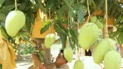 প্রকৃতির নানা রূপ: বনজুঁই থেকে ধান কাটা পর্যন্ত