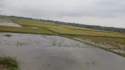 হাওরে বৃষ্টির পানিতে তলিয়ে গেছে ২৩ হাজার হেক্টর ধান