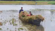 হাওরে শ্রমিক সংকটে ধান কাটতে পরিবার নিয়ে মাঠে কৃষক