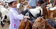 কোরবানির গুরুত্ব ও ফজিলত: সামর্থ্য থাকলে অবশ্যই দিতে হবে