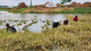বৃষ্টিতে তলিয়ে গেছে ফসল, কোমরপানিতে ধান কাটছেন কৃষক