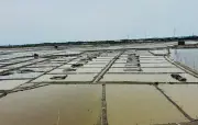 টানা বৃষ্টিতে কক্সবাজারের ৬০ হাজার একর লবণমাঠে উৎপাদন বন্ধ, চাষিদের দুশ্চিন্তা