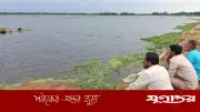 নেত্রকোনায় নয়নভাগা: কৃষকের চোখের সামনে ধান কেটে নিচ্ছে অন্যরা