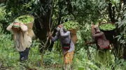 পাহাড়ি ঢালে আম সংগ্রহে ব্যস্ত বম নারীরা