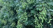 মেহেরপুরে লিচুর বাম্পার ফলন, ৫৫ কোটি টাকার বিক্রির আশা চাষিদের