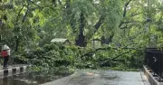 রাজধানীর হেয়ার রোডে গাছ ভেঙে সিএনজি অটোরিকশা ক্ষতিগ্রস্ত