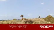 সুনামগঞ্জে বৃষ্টিতে হাওরের ফসল বিপর্যস্ত, কৃষকদের দুশ্চিন্তা