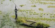 চলনবিলে পানি ঢুকায় বোরো ধান নিয়ে দুশ্চিন্তায় কৃষকেরা