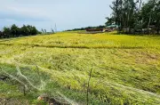কক্সবাজারে ঝোড়ো হাওয়া ও বৃষ্টিতে বোরো ধানের ক্ষতির আশঙ্কা