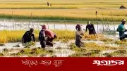 কিশোরগঞ্জের হাওড়ে ১০ হাজার হেক্টর জমির ধান তলিয়ে গেছে