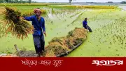 শেরপুরে বোরো ধানের দাম কমে কৃষকদের দুশ্চিন্তা, শ্রমিকের মজুরি দ্বিগুণ