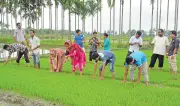 কৃষি গবেষণায় মেধাস্বত্ব ও প্রণোদনা জরুরি
